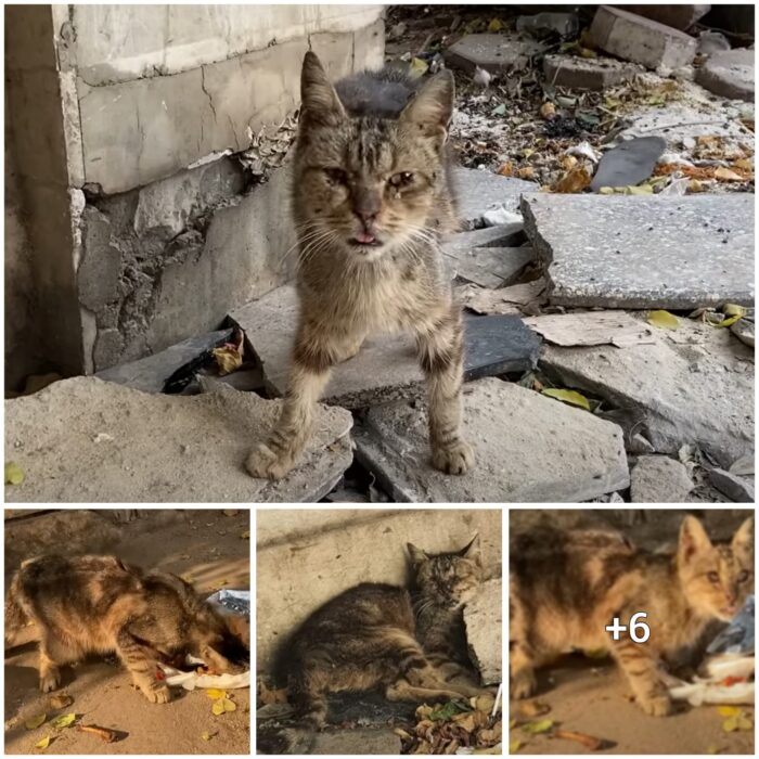 Title: The Heartbreaking Image of a Helpless Feline Trapped in the Midst of Garbage, Calling for Assistance and Unwilling to Budge